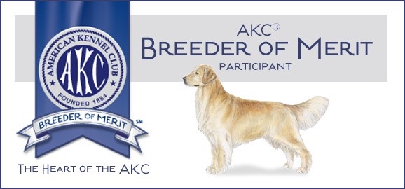 24k goldens is an AKC breeder of merit